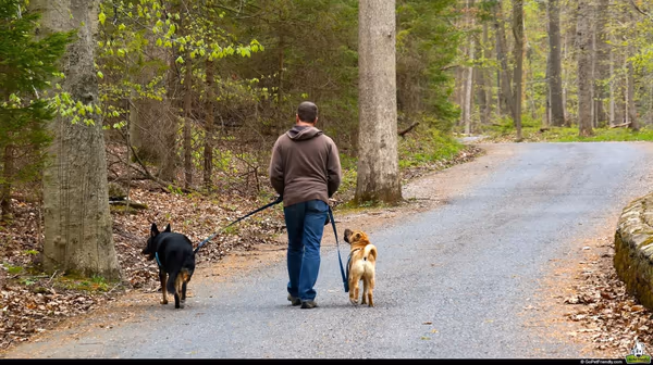 Nazareth Borough Dog Park